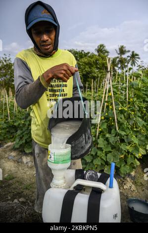 Un fermier verse un engrais liquide dans un récipient pour fertiliser ses cultures végétales dans le village de Baliase, Sigi Regency, province centrale de Sulawesi, Indonésie sur 30 mars 2020. Le Ministère indonésien de l'agriculture continue de stimuler la production agricole dans le contexte de l'épidémie de COVID-19, en particulier les cultures vivrières, afin d'assurer l'accès à la nourriture pour la communauté qui n'est actuellement pas en train de sortir et de travailler à domicile. Le gouvernement indonésien ne met pas en œuvre une politique centralisée de verrouillage pour minimiser la propagation du coronavirus, mais laisse la responsabilité à chaque directeur régional de déterminer le sien Banque D'Images