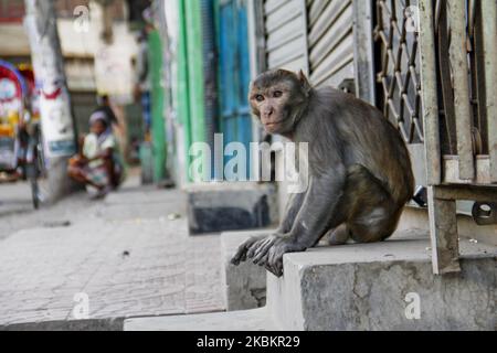 En raison de la fermeture, des singes urbains qui s'enraillent sont dans la rue pour avoir besoin de nourriture au 30 mars 2020 à Dhaka, au Bangladesh.(photo de Khandaker Azizur Rahman Sumon/NurPhoto) Banque D'Images