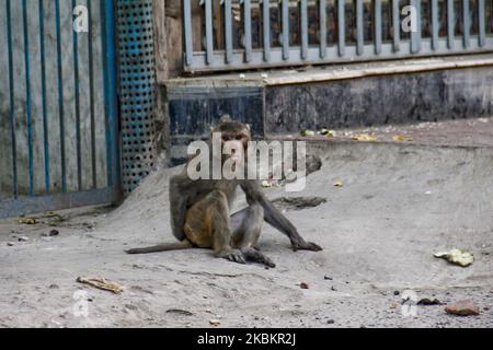 En raison de la fermeture, des singes urbains qui s'enraillent sont dans la rue pour avoir besoin de nourriture au 30 mars 2020 à Dhaka, au Bangladesh.(photo de Khandaker Azizur Rahman Sumon/NurPhoto) Banque D'Images