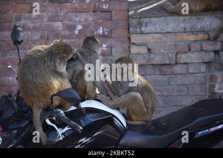 Singes piquant assis en moto dans les locaux du temple de Pashupatinath, Katmandou, Népal lundi, 30 mars 2020. (Photo de Narayan Maharajan/NurPhoto) Banque D'Images