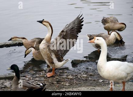 Des ailerons d'oie flottent à Jur Pukhuri (Pond), pendant le confinement national, comme mesure préventive contre le coronavirus COVID-19, à Guwahati, Assam, Inde, le 1 avril 2020. (Photo de David Talukdar/NurPhoto) Banque D'Images