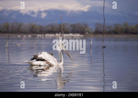 Pélican de Crispus (Pélican dalmatien) dans le lac Kerkini, Serres, dans le nord de la Grèce, le 2 avril 2020. Le crispus pelican (Dalmatian Pelican) est le plus rare des sept espèces de pélicans et est considéré comme l'une des espèces les plus rares d'oiseaux. Il est protégé par des traités internationaux tels que l'Accord sur la conservation des oiseaux migrateurs d'Afrique-Eurasie et par le droit grec (photo d'Achilleas Chiras/NurPhoto) Banque D'Images