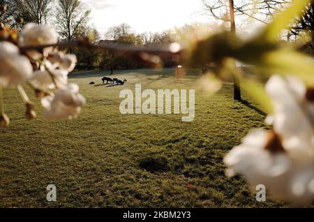 Les gens s'exercent en début de soirée sous le soleil à Regent's Park à Londres, en Angleterre, sur 6 avril 2020. Un week-end chaud et ensoleillé a laissé place à des conditions plus fraîches et largement plus nuageuses aujourd'hui, bien que les températures devraient monter jusqu'à 22C d'ici la mi-semaine. La Grande-Bretagne a commencé aujourd'hui sa troisième semaine de confinement du coronavirus Covid-19, avec des mesures qui devraient être étendues une fois la période initiale de trois semaines de restrictions terminée. (Photo de David Cliff/NurPhoto) Banque D'Images