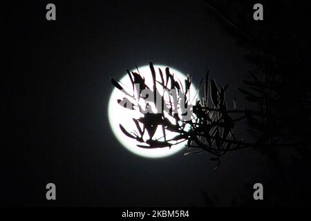 La pleine lune d'avril 2020 vue à travers un olivier, silhouette de branches et de feuilles. Une pleine lune connue sous le nom de super lune prise tôt sur 8 avril 2020, également connue sous le nom de lune rose comme vu à Thessalonique, Grèce. La superlune d'avril est la plus grande et la plus lumineuse en 2020 car son orbite est à sa plus proche distance de la Terre. La Lune ou Luna, le satellite naturel de la Terre, est le corps astronomique le plus proche de la Terre. (Photo de Nicolas Economou/NurPhoto) Banque D'Images
