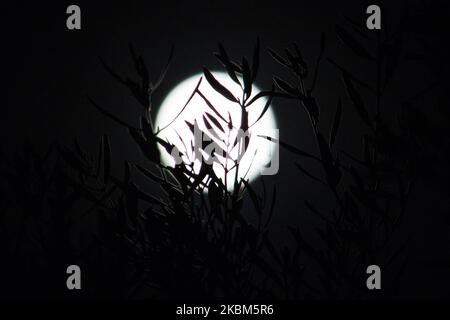 La pleine lune d'avril 2020 vue à travers un olivier, silhouette de branches et de feuilles. Une pleine lune connue sous le nom de super lune prise tôt sur 8 avril 2020, également connue sous le nom de lune rose comme vu à Thessalonique, Grèce. La superlune d'avril est la plus grande et la plus lumineuse en 2020 car son orbite est à sa plus proche distance de la Terre. La Lune ou Luna, le satellite naturel de la Terre, est le corps astronomique le plus proche de la Terre. (Photo de Nicolas Economou/NurPhoto) Banque D'Images