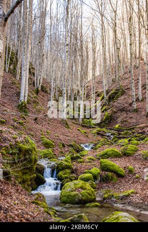 Petite chute d'eau d'un ruisseau menant à la crique dans l'épaisse forêt près de la forêt de Frakto dans la chaîne de montagnes de Rhodope ou Rodopi et le parc national en Grèce. La chaîne de montagnes située dans le sud-est de l'Europe est connue pour le riche environnement naturel et le patrimoine culturel de la Thrace antique. Aujourd'hui, la montagne est considérée comme un paradis biologique pour la faune et la flore. 31 mars 2020 (photo de Nicolas Economou/NurPhoto) Banque D'Images