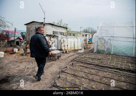 Krasimir Dimitrov est vu marcher à travers sa serre dans le village de Topoli, Bulgarie sur 14 avril 2020. Le gouvernement bulgare ferme les marchés des produits frais du jeudi 16th au dimanche 19th, lorsque les chrétiens orthodoxes célébreront Pâques. Les marchés ont été fermés à titre de mesure contre Covid-19 et ouverts à nouveau, ce qui a entraîné des rassemblements de masse. Le gouvernement les ferme maintenant. Cependant, cela ne s'appliquera pas aux grandes chaînes d'hypermarché qui dérange de nombreux agriculteurs locaux - leurs produits se termineront dans la benne à ordures tandis que les gens achètent des légumes importés. En réponse à ces préoccupations, le Banque D'Images