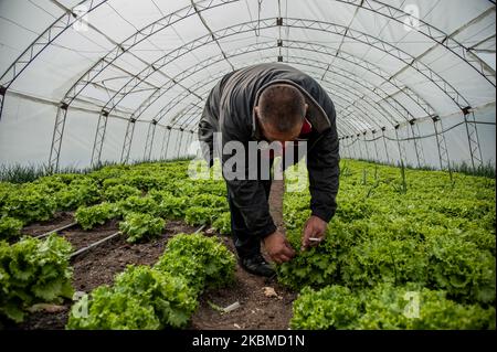 Krasimir Dimitrov est vu marcher à travers sa serre dans le village de Topoli, Bulgarie sur 14 avril 2020. Le gouvernement bulgare ferme les marchés des produits frais du jeudi 16th au dimanche 19th, lorsque les chrétiens orthodoxes célébreront Pâques. Les marchés ont été fermés à titre de mesure contre Covid-19 et ouverts à nouveau, ce qui a entraîné des rassemblements de masse. Le gouvernement les ferme maintenant. Cependant, cela ne s'appliquera pas aux grandes chaînes d'hypermarché qui dérange de nombreux agriculteurs locaux - leurs produits se termineront dans la benne à ordures tandis que les gens achètent des légumes importés. En réponse à ces préoccupations, le Banque D'Images