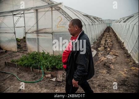 Krasimir Dimitrov est vu marcher à travers sa serre dans le village de Topoli, Bulgarie sur 14 avril 2020. Le gouvernement bulgare ferme les marchés des produits frais du jeudi 16th au dimanche 19th, lorsque les chrétiens orthodoxes célébreront Pâques. Les marchés ont été fermés à titre de mesure contre Covid-19 et ouverts à nouveau, ce qui a entraîné des rassemblements de masse. Le gouvernement les ferme maintenant. Cependant, cela ne s'appliquera pas aux grandes chaînes d'hypermarché qui dérange de nombreux agriculteurs locaux - leurs produits se termineront dans la benne à ordures tandis que les gens achètent des légumes importés. En réponse à ces préoccupations, le Banque D'Images