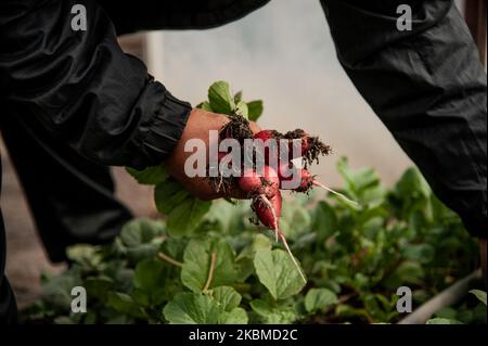 Krasimir Dimitrov est vu sortir des radis dans sa serre dans le village de Topoli, Bulgarie sur 14 avril 2020. Le gouvernement bulgare ferme les marchés des produits frais du jeudi 16th au dimanche 19th, lorsque les chrétiens orthodoxes célébreront Pâques. Les marchés ont été fermés à titre de mesure contre Covid-19 et ouverts à nouveau, ce qui a entraîné des rassemblements de masse. Le gouvernement les ferme maintenant. Cependant, cela ne s'appliquera pas aux grandes chaînes d'hypermarché qui dérange de nombreux agriculteurs locaux - leurs produits se termineront dans la benne à ordures tandis que les gens achètent des légumes importés. En réponse à ces conce Banque D'Images