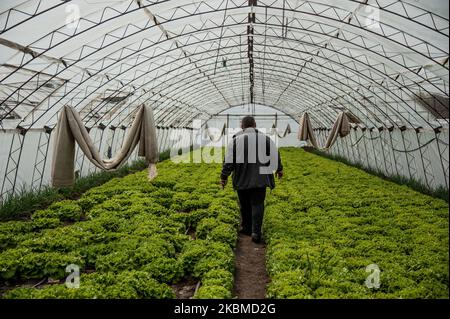 Krasimir Dimitrov est vu marcher à travers sa serre avec des lettres dans le village de Topoli, Bulgarie sur 14 avril 2020. Le gouvernement bulgare ferme les marchés des produits frais du jeudi 16th au dimanche 19th, lorsque les chrétiens orthodoxes célébreront Pâques. Les marchés ont été fermés à titre de mesure contre Covid-19 et ouverts à nouveau, ce qui a entraîné des rassemblements de masse. Le gouvernement les ferme maintenant. Cependant, cela ne s'appliquera pas aux grandes chaînes d'hypermarché qui dérange de nombreux agriculteurs locaux - leurs produits se termineront dans la benne à ordures tandis que les gens achètent des légumes importés. En réponse à ces Banque D'Images