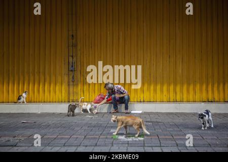 Un homme qui nourrit le chat en détresse dans le cadre de l'épidémie du coronavirus à Jakarta, en Indonésie, au 14 avril 2020. Le gouvernement de Jakarta fixe des règlements de restrictions sociales à grande échelle, notamment la fermeture de marchés, de destinations touristiques, d'écoles et de lieux de travail, afin de freiner la propagation du coronavirus Covid-19. Selon les données des autorités, l'Indonésie a 139,137 cas confirmés de coronavirus du COV-SRAS-2. (Photo par Agues Rudianto/NurPhoto) Banque D'Images