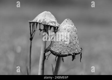 un groupe de vieux crénlage pris en noir et blanc, dans une prairie en décomposition. Le champignon est moisi et en décomposition. Photo de la nature d'un pré Banque D'Images