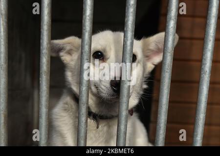 Aspen, un chien abandonné vu dans une cage à l'hôtel privé de Szarikton pour chiens. En plus de ses services de chenil, le Szarikton offre une « fenêtre de vie » pour les chiens abandonnés, blessés et rejetés. L'isolement durant les crises du coronavirus a conduit à l'adoption de cinq chiens abandonnés de l'établissement au cours des deux dernières semaines. Mercredi, 15 avril 2020, à Cracovie, en Pologne. (Photo par Artur Widak/NurPhoto) Banque D'Images