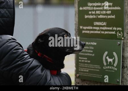 Murzyn, le chien, regarde un panneau avant d'être laissé à une « fenêtre de vie » refuge pour les chiens abandonnés, blessés et rejetés, une partie de l'hôtel privé de Szarikton pour les chiens. L'isolement durant les crises du coronavirus a conduit à l'adoption de cinq chiens abandonnés de l'établissement au cours des deux dernières semaines. Mercredi, 15 avril 2020, à Cracovie, en Pologne. (Photo par Artur Widak/NurPhoto) Banque D'Images