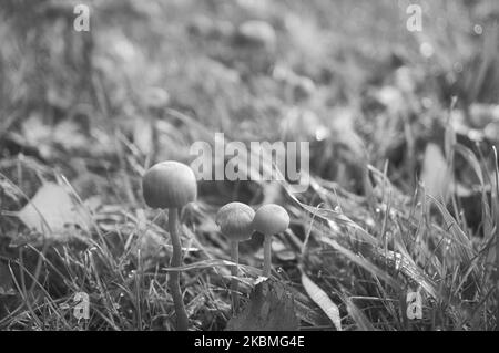 Champignons en filigrane en noir et blanc pris sur un pré. Vue macro de l'habitat. Photo de la nature Banque D'Images