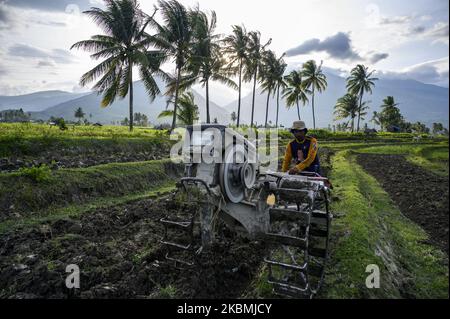 Un agriculteur plère son champ à l'aide d'un tracteur à main pour préparer le riz à la plantation dans le village de Porame, dans la régence de Sigi, dans la province centrale de Sulawesi, en Indonésie, sur 18 avril 2020. Le gouvernement de régence de Sigi ordonne à 176 villages de sa région de fournir deux tonnes de riz par village en tant que réserves alimentaires face à la pandémie de COVID- 19 pendant ce temps, le gouvernement indonésien, par l'intermédiaire du Ministère de l'agriculture, recentre et réaffecte les budgets pour soutenir les filets de sécurité alimentaire et assurer disponibilité alimentaire pour 260 millions de résidents. (Photo de Basri Marzuki/NurPhoto) Banque D'Images