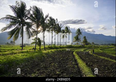 Un agriculteur plère son champ à l'aide d'un tracteur à main pour préparer le riz à la plantation dans le village de Porame, dans la régence de Sigi, dans la province centrale de Sulawesi, en Indonésie, sur 18 avril 2020. Le gouvernement de régence de Sigi ordonne à 176 villages de sa région de fournir deux tonnes de riz par village en tant que réserves alimentaires face à la pandémie de COVID- 19 pendant ce temps, le gouvernement indonésien, par l'intermédiaire du Ministère de l'agriculture, recentre et réaffecte les budgets pour soutenir les filets de sécurité alimentaire et assurer disponibilité alimentaire pour 260 millions de résidents. (Photo de Basri Marzuki/NurPhoto) Banque D'Images