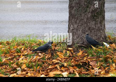 photographient l'oiseau corbeau près de l'arbre, debout sur les feuilles tombées à l'automne Banque D'Images