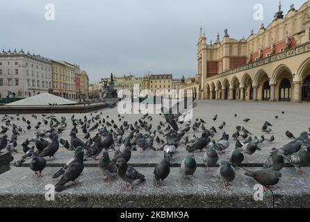 Un troupeau de pigeons affamés vus sur une place vide du marché de Cracovie. Des centaines de pigeons peuvent être vus tous les jours sur la place principale de Cracovie, dans l'attente de nourriture de la part des habitants et des touristes. Dimanche, 19 avril 2020, à Cracovie, en Pologne. (Photo par Artur Widak/NurPhoto) Banque D'Images