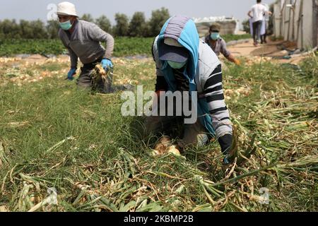 Les agriculteurs palestiniens portant des masques et des gants de protection cueillez les oignons dans une ferme par mesure de précaution contre la propagation du coronavirus Covid-19, à Beit Lahiya, au nord de la bande de Gaza, le 22 avril 2020. (Photo de Majdi Fathi/NurPhoto) Banque D'Images