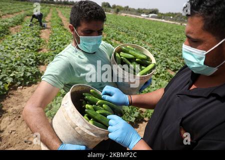 Les agriculteurs palestiniens portant des masques et des gants de protection cueillent le concombre dans une ferme par mesure de précaution contre la propagation du coronavirus Covid-19, à Beit Lahiya, au nord de la bande de Gaza, le 22 avril 2020. (Photo de Majdi Fathi/NurPhoto) Banque D'Images