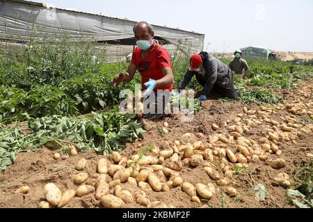 Les agriculteurs palestiniens portant des masques et des gants de protection cueillez les pommes de terre dans une ferme par mesure de précaution contre la propagation du coronavirus Covid-19, à Beit Lahiya, au nord de la bande de Gaza, le 22 avril 2020. (Photo de Majdi Fathi/NurPhoto) Banque D'Images