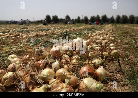 Les agriculteurs palestiniens portant des masques et des gants de protection cueillez les oignons dans une ferme par mesure de précaution contre la propagation du coronavirus Covid-19, à Beit Lahiya, au nord de la bande de Gaza, le 22 avril 2020. (Photo de Majdi Fathi/NurPhoto) Banque D'Images