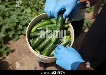Les agriculteurs palestiniens portant des masques et des gants de protection cueillent le concombre dans une ferme par mesure de précaution contre la propagation du coronavirus Covid-19, à Beit Lahiya, au nord de la bande de Gaza, le 22 avril 2020. (Photo de Majdi Fathi/NurPhoto) Banque D'Images