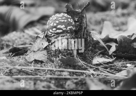 Tabouret pris en noir et blanc, sur le sol d'une forêt de conifères dans les bois. Champignon toxique. Chapeau rouge avec taches blanches. Gros plan à partir de nat Banque D'Images