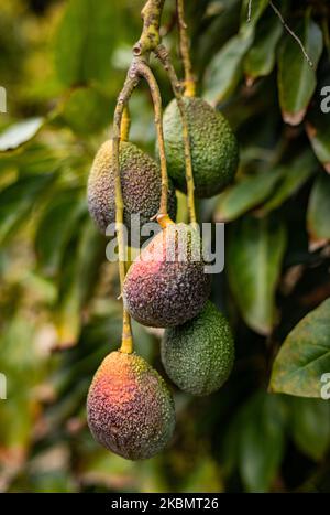 La saison des avocats est arrivée pour la récolte à Temecula, CA, USA. Les fermes californiennes produisent 90 % de tous les avocats cultivés aux États-Unis, en grande partie à partir de vergers de la région de Temecula. 04.22.20. (Photo de John Fredricks/NurPhoto) Banque D'Images