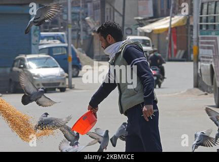 Un homme du Cachemire nourrit des pigeons le premier jour du ramadan à l'extérieur du sanctuaire fermé (non illustré) dans la vieille ville de Srinagar, Cachemire sur 25 avril, 2020.des restrictions strictes continuent de rester en place dans la vallée du Cachemire après que le Premier ministre indien Narendra Modi a prolongé le confinement dans tout le pays jusqu'à 03 mai pour lutter contre la pandémie du coronavirus COVID-19. Les autorités de la vallée du Cachemire ont ordonné la fermeture de toutes les mosquées et des sanctuaires comme mesures préventives pour arrêter la propagation du coronavirus COVID-19. (Photo par Faisal Khan/NurPhoto) Banque D'Images