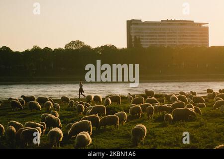 Des centaines de moutons restent sur la rive du rhin pendant quelques semaines au printemps à Cologne, en Allemagne, sur 26 avril 2020. (Photo de Ying Tang/NurPhoto) Banque D'Images