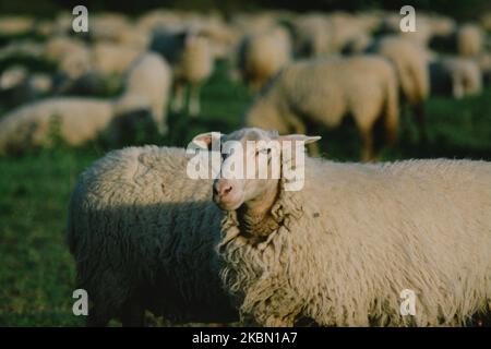 Des centaines de moutons restent sur la rive du rhin pendant quelques semaines au printemps à Cologne, en Allemagne, sur 26 avril 2020. (Photo de Ying Tang/NurPhoto) Banque D'Images