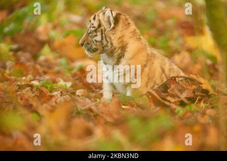 Un tiger cub attend sa mère au zoo de Banham en automne. Les petits tigres ne s'éloignent pas loin des parents et celui-ci était un oeil dehors pour maman.Norfolk, Banque D'Images