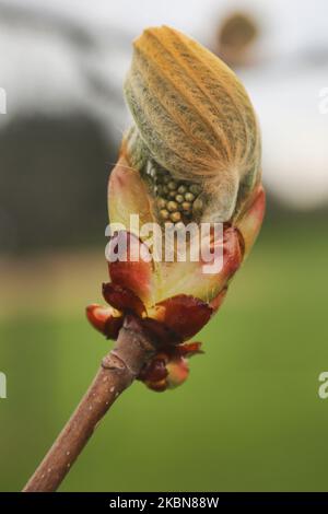 Des branches bourgeonnantes sur un châtaignier (Aesculus hippocastanum) pendant la saison printanière à Toronto, Ontario, Canada. (Photo de Creative Touch Imaging Ltd./NurPhoto) Banque D'Images