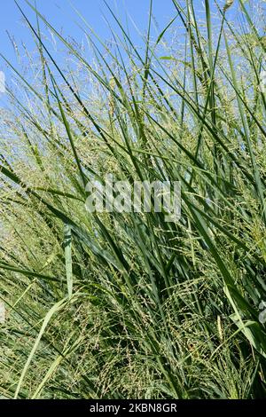 Switchgrass, Panicum virgatum Cloud Nine, Switch Grass Banque D'Images