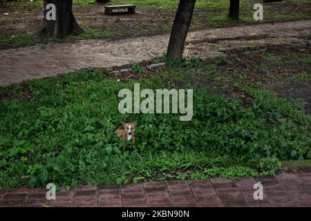 Un chien réagit à la caméra dans un parc déserté lors d'un confinement imposé par le gouvernement dans le cadre d'une épidémie de virus corona à Dhaka, au Bangladesh, le dimanche mai. 03, 2020. (Photo de Syed Mahamudur Rahman/NurPhoto) Banque D'Images