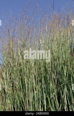 Switch Grass, Panicum virgatum Heiliger Hain, graminées, Border, beau, attrayant, Switchgrass, Plant, Panicums Banque D'Images