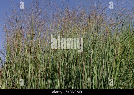 Switch Grass, Panicum virgatum 'Heiliger Hain', Switchgrass, Panicums, graminées, Border, En pleine croissance, jardin Banque D'Images