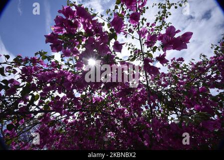Fleurs fleuries, accueillant la saison de printemps à Katmandou, Népal mardi, 05 mai 2020. (Photo de Narayan Maharajan/NurPhoto) Banque D'Images