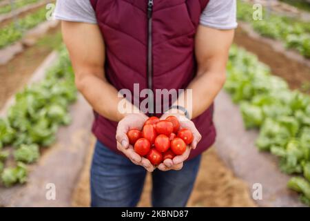 Fermier, mains avec des tomates et des produits alimentaires écologiques, pour l'agriculture biologique et la santé. Agriculture, nutrition et alimentation naturelle pour la durabilité Banque D'Images