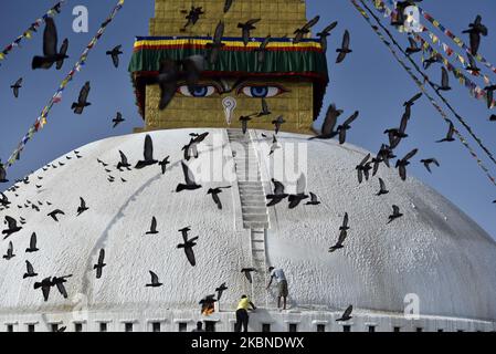 Les pigeons survotent autour de la Boudhanath Stupa, site classé au patrimoine mondial de l'UNESCO lors de la célébration du festival Bouddha Purnima 2 564, anniversaire de naissance du Bouddha Gautam célébré au cours du confinement national comme des préoccupations au sujet de la propagation du virus Corona (COVID-19) à Katmandou, Népal jeudi, 07 mai 2020. Bouddhistes du monde entier, Cambodge; Thaïlande; Myanmar; Bhoutan; Sri Lanka; Laos; Mongolie; Japon; Singapour; Taïwan y compris le Népal, observez le festival Bouddha Purnima qui tombe le même jour de pleine lune du calendrier du mois. (Photo de Narayan Maharajan/NurPhoto) Banque D'Images