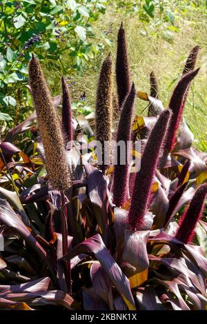 Magnifique, Pennisetum glaucum 'Prince de cuivre', violet, feuilles, mûrissement, têtes de graines, Millet, Herbacé, plante dans le jardin Banque D'Images