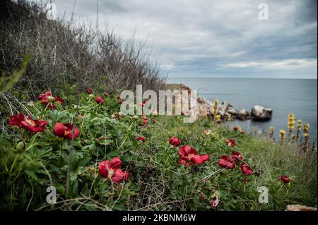 Des centaines de pivoines sauvages de l'espèce de Paeonia Peregrina colorent en rouge les prés et les collines de la réserve archéologique nationale Yaylata près du village de Kamen Bryag en Bulgarie. L'endroit a été habité dans le millénaire 6th av. J.-C.. Les grottes rocheuses et les nécropoles datent de cette époque. Il y a des preuves que les gens vivaient à Yaylata plus tard dans le temps. Une des trouvailles intéressantes est la forteresse byzantine ancienne, construite pendant le règne de l'empereur Anastasius - V-VI siècle. Quatre tours et une tour de porte ont été partiellement préservées. Au Moyen âge, les grottes ont été utilisées comme monastère Banque D'Images