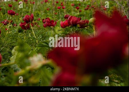 Des centaines de pivoines sauvages de l'espèce de Paeonia Peregrina colorent en rouge les prés et les collines de la réserve archéologique nationale Yaylata près du village de Kamen Bryag en Bulgarie. L'endroit a été habité dans le millénaire 6th av. J.-C.. Les grottes rocheuses et les nécropoles datent de cette époque. Il y a des preuves que les gens vivaient à Yaylata plus tard dans le temps. Une des trouvailles intéressantes est la forteresse byzantine ancienne, construite pendant le règne de l'empereur Anastasius - V-VI siècle. Quatre tours et une tour de porte ont été partiellement préservées. Au Moyen âge, les grottes ont été utilisées comme monastère Banque D'Images