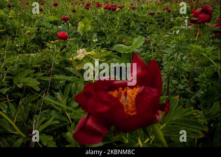 Des centaines de pivoines sauvages de l'espèce de Paeonia Peregrina colorent en rouge les prés et les collines de la réserve archéologique nationale Yaylata près du village de Kamen Bryag en Bulgarie. L'endroit a été habité dans le millénaire 6th av. J.-C.. Les grottes rocheuses et les nécropoles datent de cette époque. Il y a des preuves que les gens vivaient à Yaylata plus tard dans le temps. Une des trouvailles intéressantes est la forteresse byzantine ancienne, construite pendant le règne de l'empereur Anastasius - V-VI siècle. Quatre tours et une tour de porte ont été partiellement préservées. Au Moyen âge, les grottes ont été utilisées comme monastère Banque D'Images