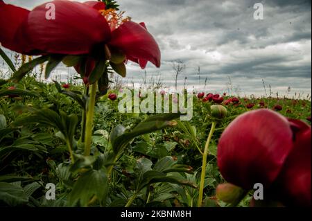 Des centaines de pivoines sauvages de l'espèce de Paeonia Peregrina colorent en rouge les prés et les collines de la réserve archéologique nationale Yaylata près du village de Kamen Bryag en Bulgarie. L'endroit a été habité dans le millénaire 6th av. J.-C.. Les grottes rocheuses et les nécropoles datent de cette époque. Il y a des preuves que les gens vivaient à Yaylata plus tard dans le temps. Une des trouvailles intéressantes est la forteresse byzantine ancienne, construite pendant le règne de l'empereur Anastasius - V-VI siècle. Quatre tours et une tour de porte ont été partiellement préservées. Au Moyen âge, les grottes ont été utilisées comme monastère Banque D'Images