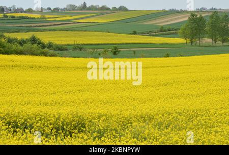 Vue sur les champs de ferme colorés près de Nowe Brzesko. De 18 mai, la troisième face du dégel de l'économie et du relâchement des restrictions aura lieu en Pologne avec l'ouverture de salons de beauté, restaurants, bars et cafés. Le secteur agroalimentaire polonais démontre sa résistance et continue de fournir au pays des aliments sûrs et de haute qualité. Néanmoins, les agriculteurs et les producteurs sont confrontés à des difficultés et à une pression croissante, en raison de la pandémie du coronavirus et de la sécheresse possible. Mercredi, 13 mai 2020, près de Nowe Brzesko, petite Pologne Voivodeship, Pologne (photo par Artur Widak/NurPhoto) Banque D'Images