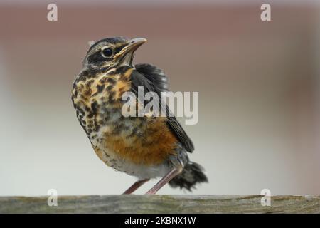 Un jeune rouge-gorge (Robin des bois - Turdus migratorius) vu comme la saison du printemps arrive à Toronto, Ontario, Canada, on 12 mai 2020. (Photo de Creative Touch Imaging Ltd./NurPhoto) Banque D'Images